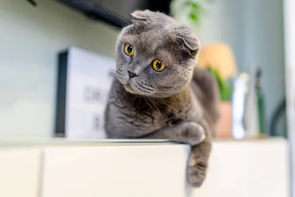 Roztomilá Šedá Skotská Skládací Kočka Moderním Obývacím Pokoji — Stock fotografie
