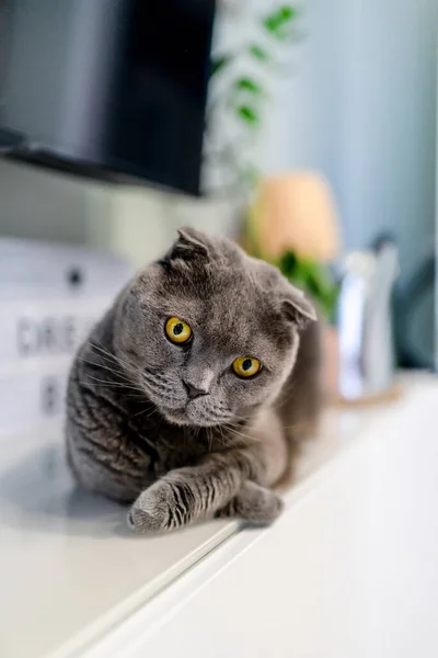Маленький Сірий Шотландський Котячий Кіт Сучасній Вітальні — стокове фото