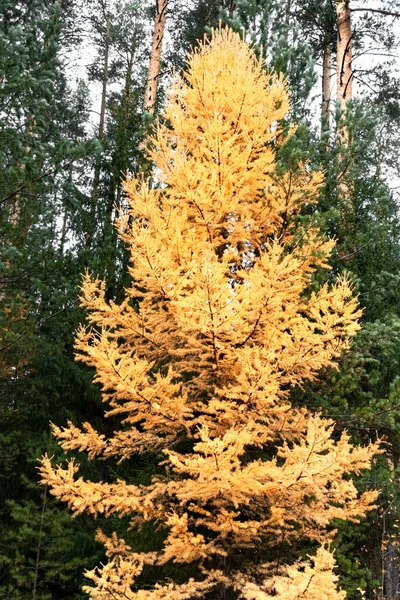 Larício Laranja Amarelo Árvore Floresta Outono Fundo Pinheiros Verdes Queda — Fotografia de Stock