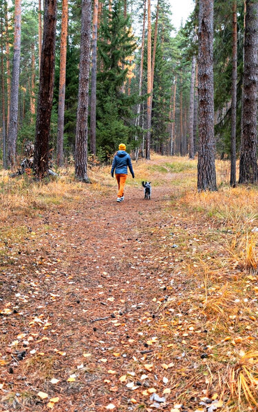 задний вид на молодую женщину, идущую по осенней лесной тропинке с пушистым серым псом, выгуливающую собаку осенью