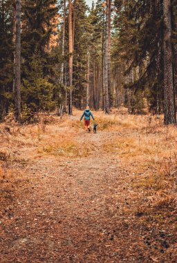 Sonbahar orman yolunda tüylü gri bir köpekle koşan genç bir kadının arka görüntüsü. Sonbaharda evcil hayvan sevgisi ve ilgisiyle gezen bir köpek.