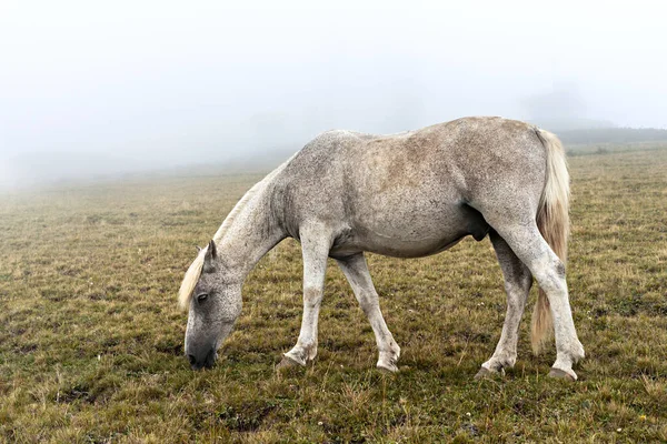 Gray White Horse Black Speck Grazing Mountains Fog Domestic Animals — Stock Photo, Image