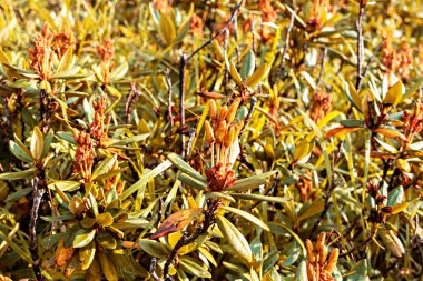 Sonbaharda dağlara yaklaşan rododendron bitkileri botanik doğal arka plan kopyalama alanı, botanik çiçekli Rhododendron caucasicum