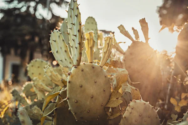 Kaktus Kaktusfeige Nahaufnahme Der Abendsonne Goldene Stunde Tropische Pflanzen Opuntia — Stockfoto