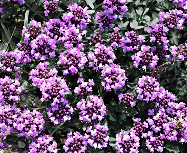 Natuurlijke Plantaardige Achtergrond Met Paarse Bloemen Van Thymus Serpyllum Breckland — Stockfoto