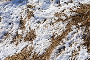 Kuru sarı sonbahar çimlerine düşen ilk kar. Seçici odak noktası. Kış geliyor.