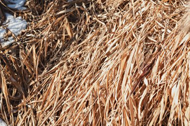 Sonbahar sarısı kuru parlak çimenler sonbahar mevsimini kapatır doğal bitki örtüsü ve ilk kar