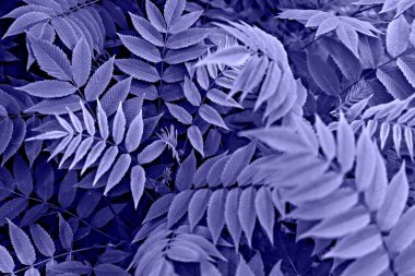 Mor menekşe bitki arka planında 2022 yılının modaya uygun renklerinde mavi dal yaprakları var. Çok peri fotokopi alanı, doğadaki güzellik, tonlu, duvar kağıdı, seçici odak noktası.