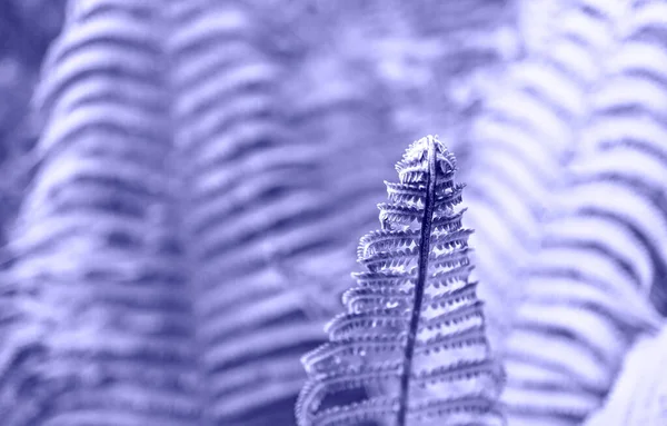 Purple Fern Leaf Frond Close Blurred Background Copy Space Toned — Stock Photo, Image