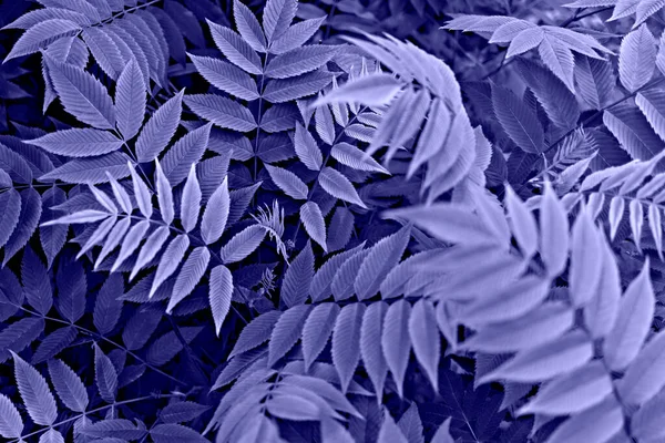 Purple Violet Plant Background Blue Leaves Rowan Twigs Close Trendy — Stock Photo, Image