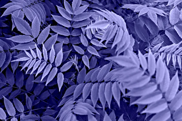 紫罗兰色植物背景 蓝叶罗纹小枝在2022年流行色彩中的特写非常逼真的复制空间 自然美 色调柔和 有选择的焦点 图库照片