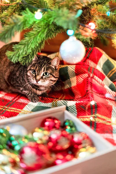 Uskumru Çizgili Kedi Noel Ağacının Yanında Oturmuş Kırmızı Battaniyede Toplar — Stok fotoğraf