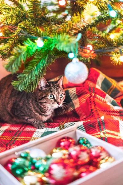 Makrela Tabby Pruhované Kočka Sedí Vánočního Stromku Zdobené Koule Věnce — Stock fotografie