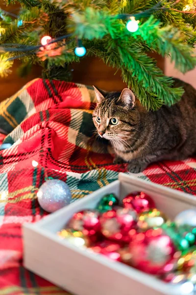 Makrela Tabby Pruhované Kočka Sedí Vánočního Stromku Zdobené Koule Věnce — Stock fotografie