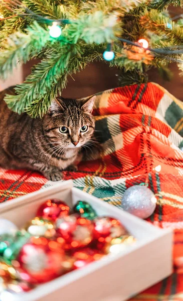 Uskumru Çizgili Kedi Noel Ağacının Yanında Oturmuş Kırmızı Battaniyede Toplar — Stok fotoğraf