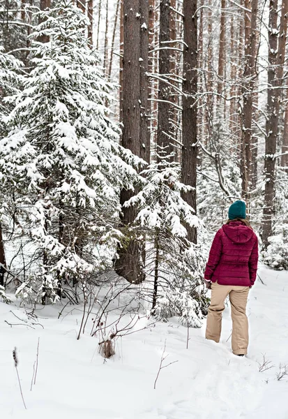 Rear view of young woman in red jacket walking in winter snowy coniferous forest, winter hiking beauty in nature, active lifestyle