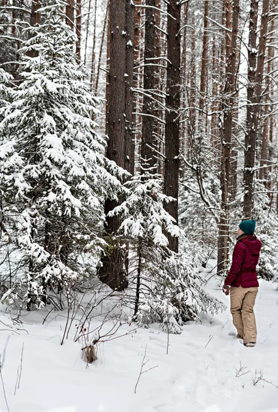 Rear view of young woman in red jacket walking in winter snowy coniferous forest, winter hiking beauty in nature, active lifestyle