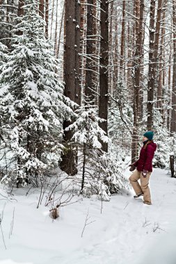 Kırmızı ceketli genç bir kadın kışın karlı kozalaklı ormanda yürüyor, doğada güzellik, aktif yaşam tarzı kış yürüyüşü doğanın tadını çıkarıyor.
