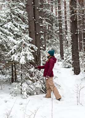 Kırmızı ceketli genç bir kadın kışın karlı kozalaklı ormanda yürüyor, doğada güzellik, aktif yaşam tarzı kış yürüyüşü doğanın tadını çıkarıyor.