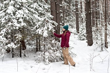Kırmızı ceketli genç bir kadın kışın karlı kozalaklı ormanda yürüyor, doğada güzellik, aktif yaşam tarzı kış yürüyüşü doğanın tadını çıkarıyor.