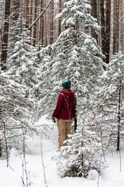 Kırmızı ceketli genç bir kadın kışın karlı kozalaklı ormanda yürüyor, doğada güzellik, aktif yaşam tarzı kış yürüyüşü doğanın tadını çıkarıyor.