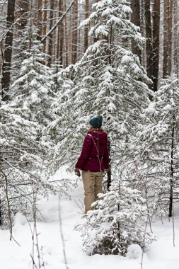 Kırmızı ceketli genç bir kadın kışın karlı kozalaklı ormanda yürüyor, doğada güzellik, aktif yaşam tarzı kış yürüyüşü doğanın tadını çıkarıyor.