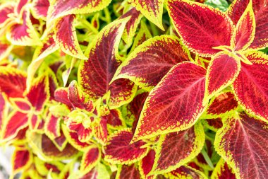 Mor yeşil saksı çiçeği olan bitki örtüsü coleus blumei veya solenostemon scutellarioides, Plectranthus scutellarioides botanik, peyzaj ve bahçe bitkileri