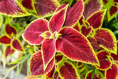 Mor yeşil saksı çiçeği olan bitki örtüsü coleus blumei veya solenostemon scutellarioides, Plectranthus scutellarioides botanik, peyzaj ve bahçe bitkileri