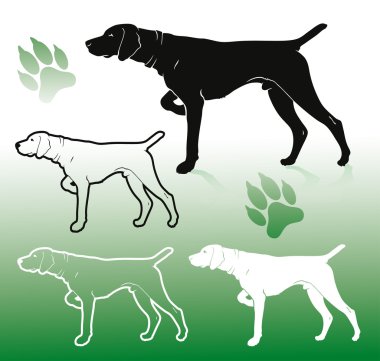 Alman pointer köpek
