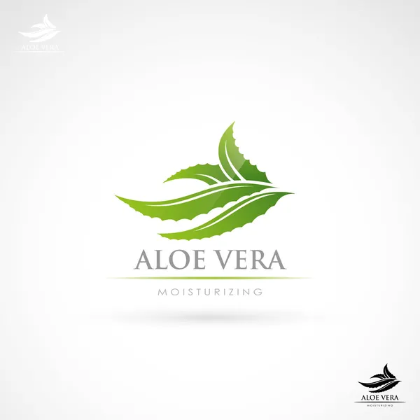 Aloe vera — Stockový vektor