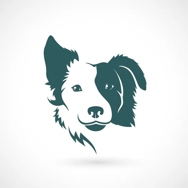 Fronteira Collie cão — Vetor de Stock