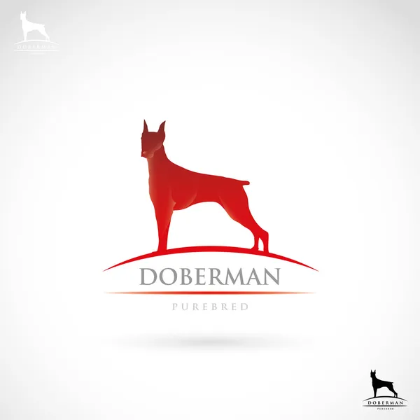 Doberman dog label — Stock Vector