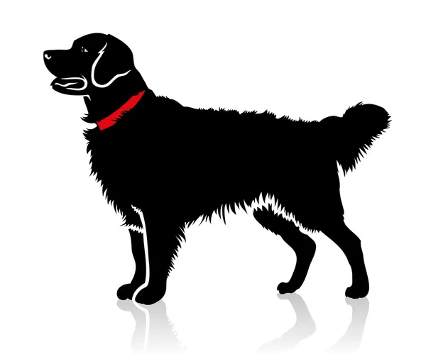 Vizsla kutya — Stock Vector