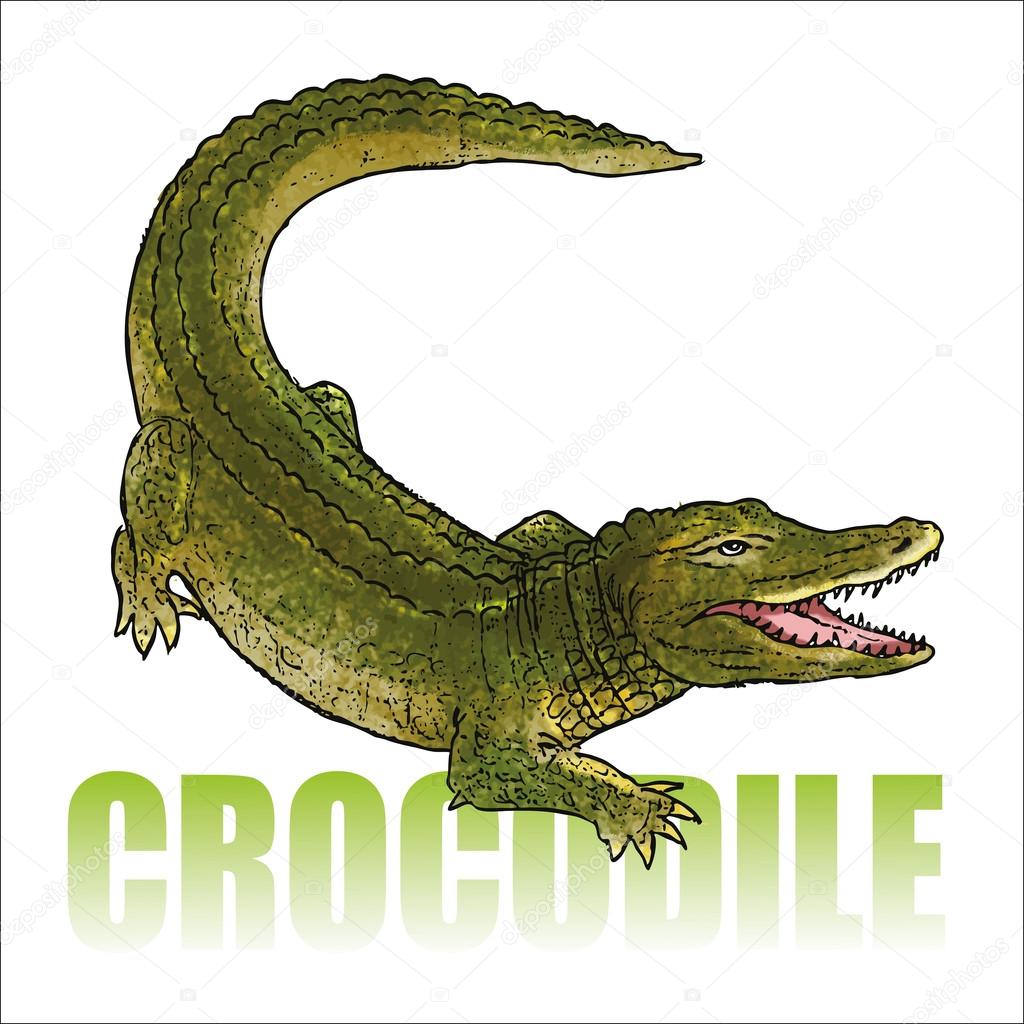 Crocodile - alligator