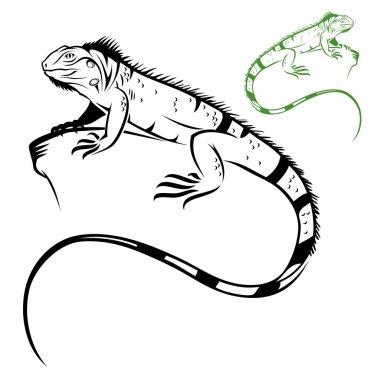 iguana etiketi