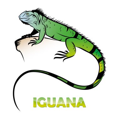 iguana etiketi