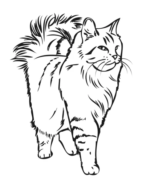 Gato siberiano — Vector de stock