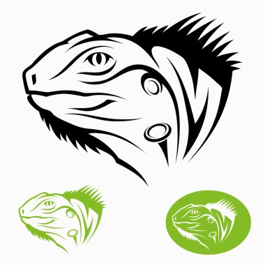 iguana başı