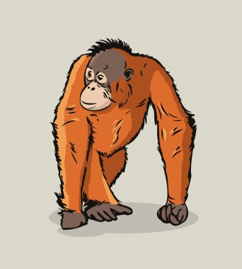 orangutan