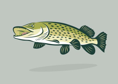 Pike fish clipart