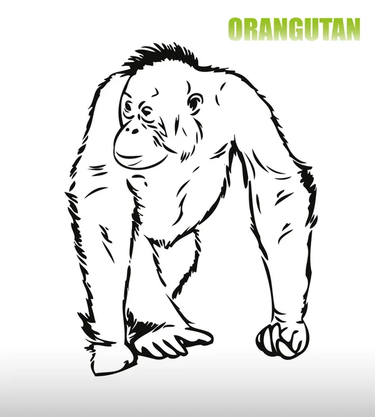 Orangutan — Stockový vektor