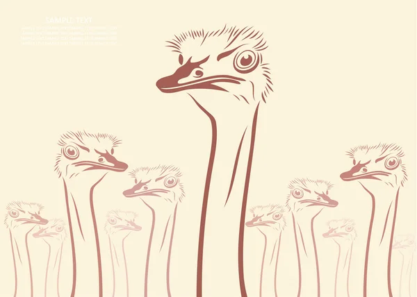 Ostrich heads — Stock Vector