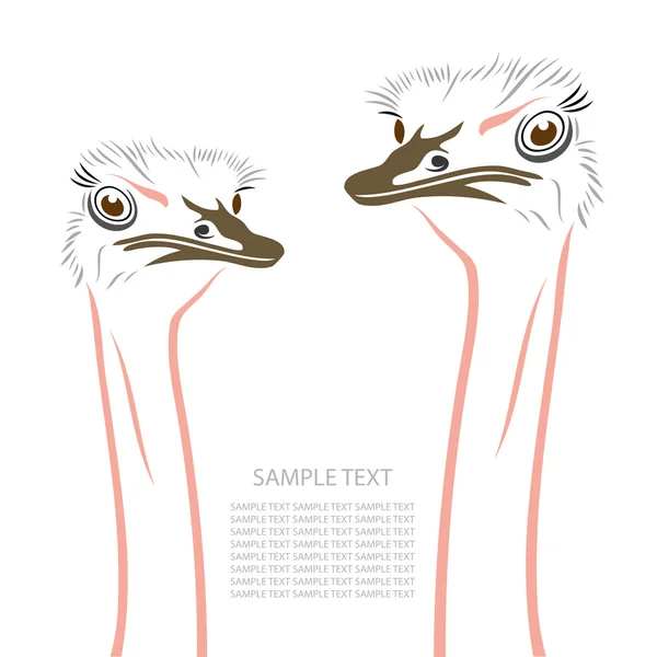 Ostrich heads — Stock Vector