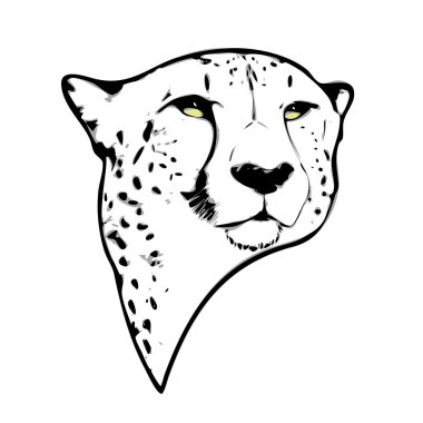 izole cheetah kafa