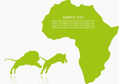 Afrika aslanı Çift