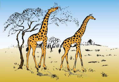 Savannah ile yürüyen iki zürafa
