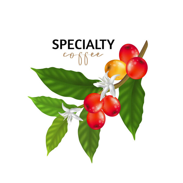 Векторная иллюстрация специального кофе, ветви кофейного дерева с листьями и ягодами