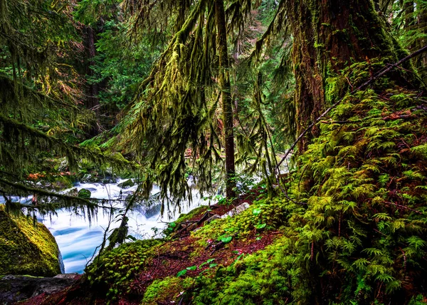 Skokomish River in der Nähe des Lake Cushman im Bundesstaat Washington — Stockfoto