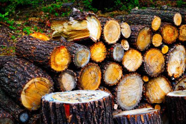  Sonbaharın başlarında bulutlu bir günde park et. 