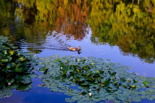 Sonbaharın Başlarında Bulutlu Bir Günde Park — Stok fotoğraf